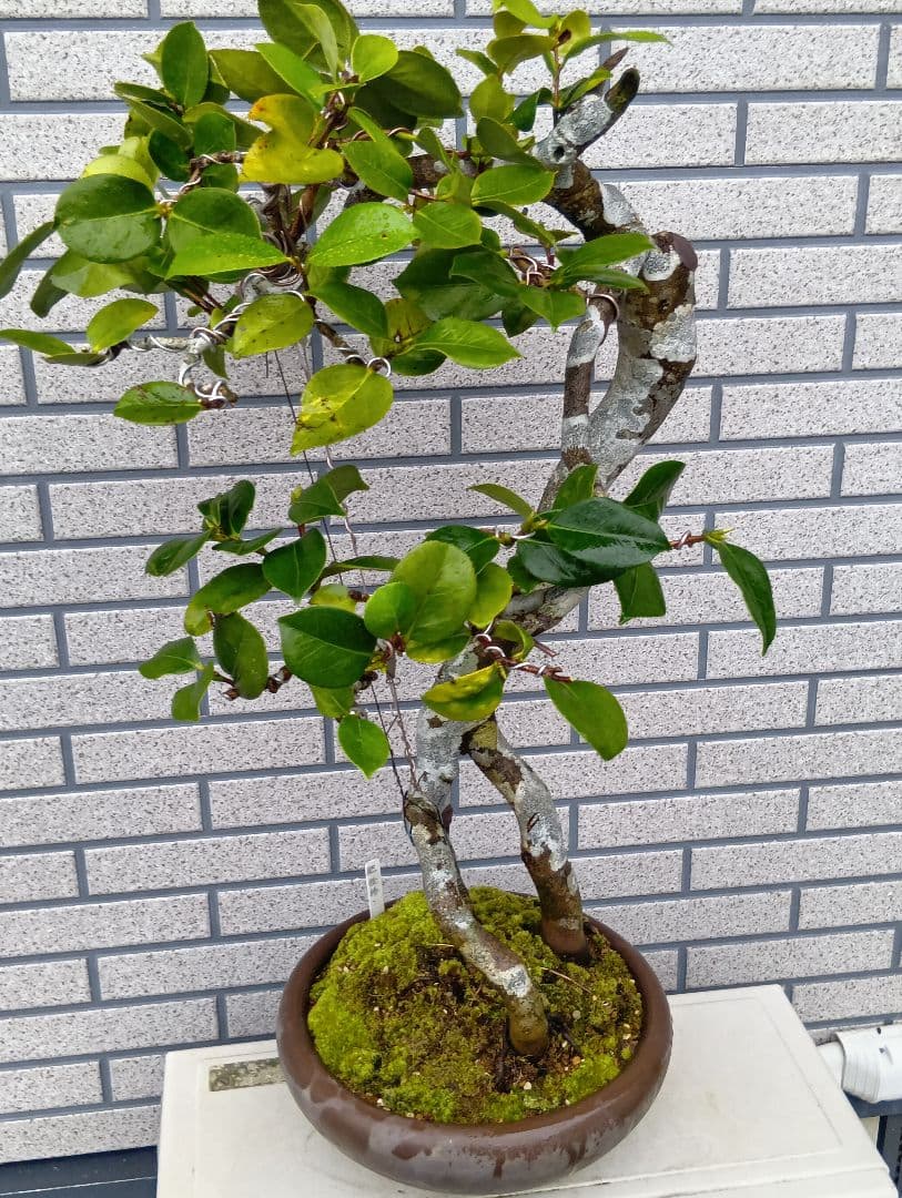 ‼️山木華厳‼️肥後椿盆‼️引き取り限定