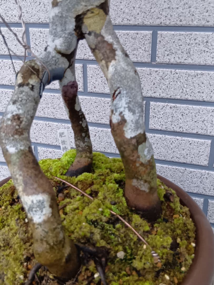 ‼️山木華厳‼️肥後椿盆‼️引き取り限定