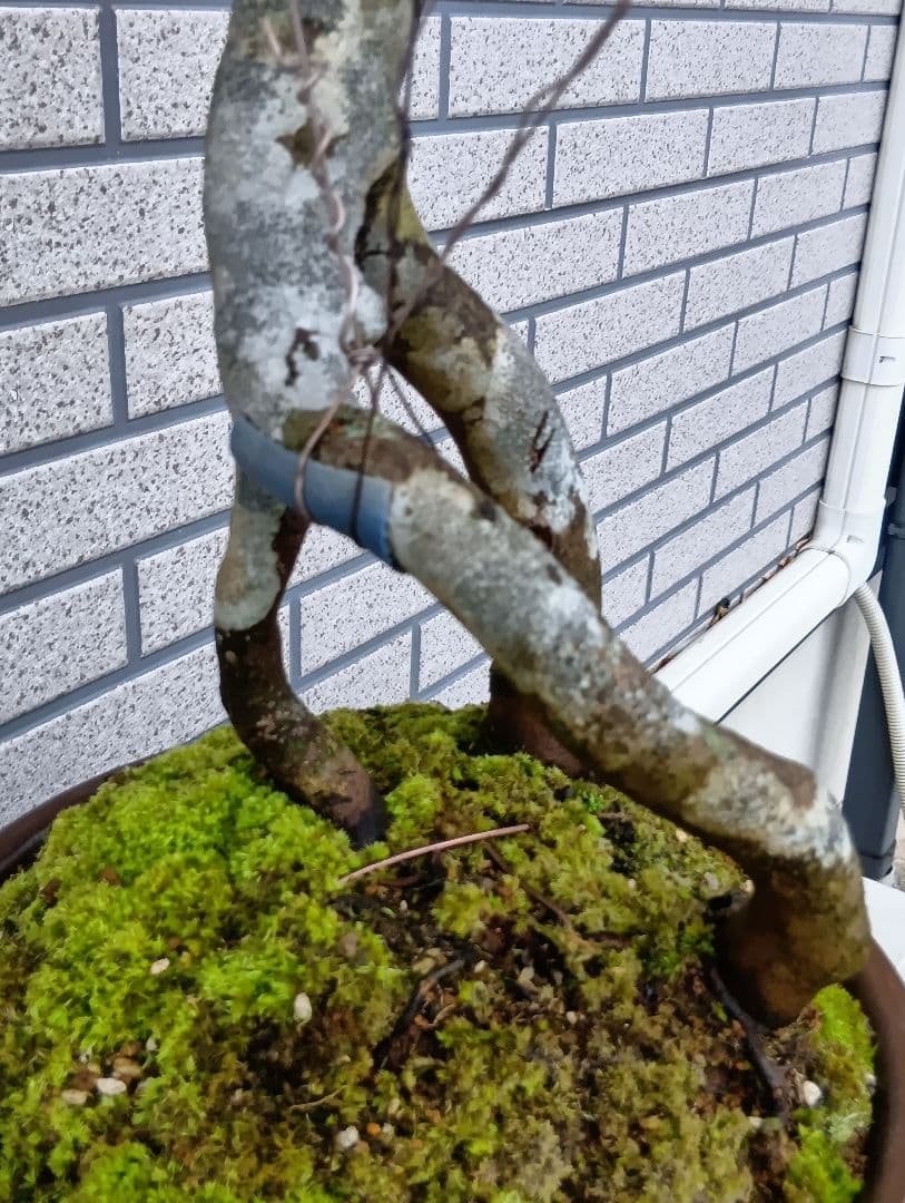 ‼️山木華厳‼️肥後椿盆‼️引き取り限定