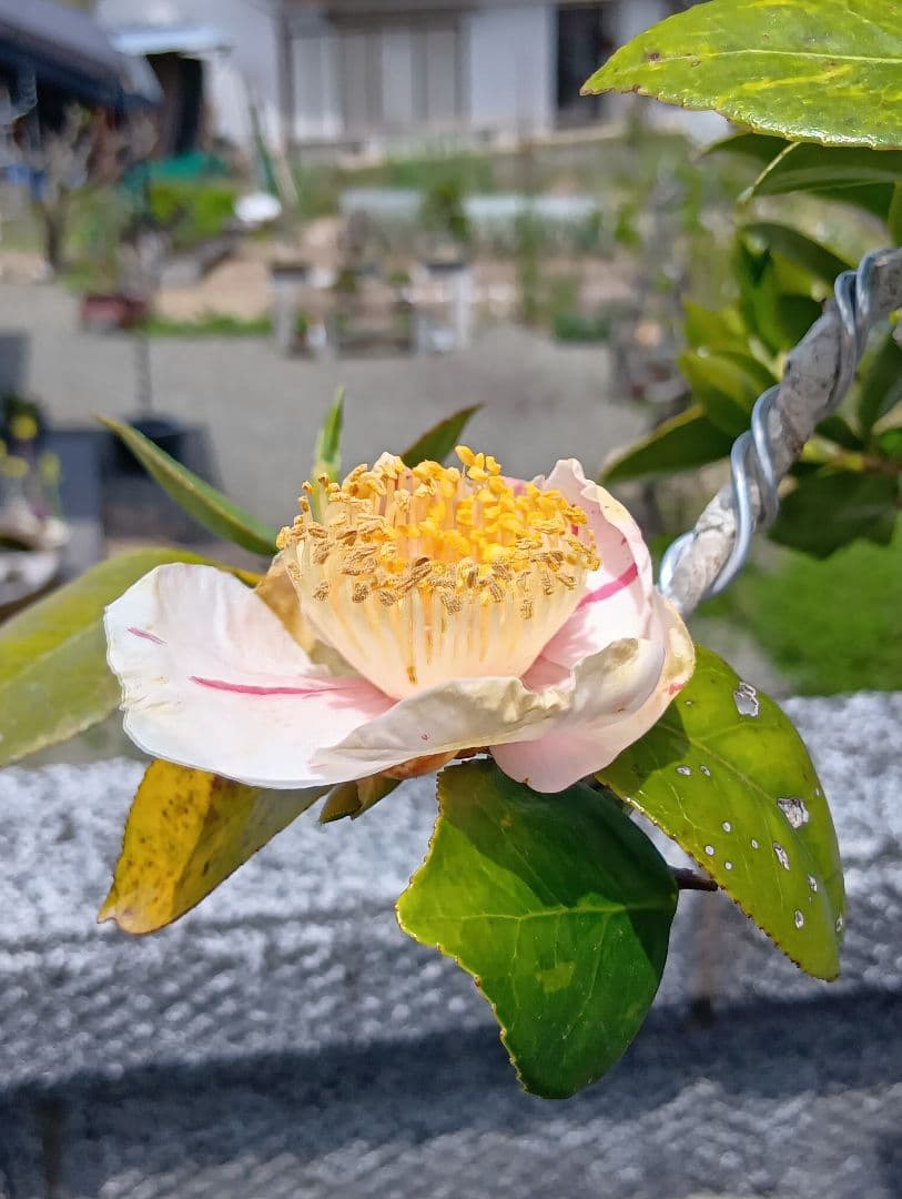 ‼️山木華厳‼️肥後椿盆‼️引き取り限定