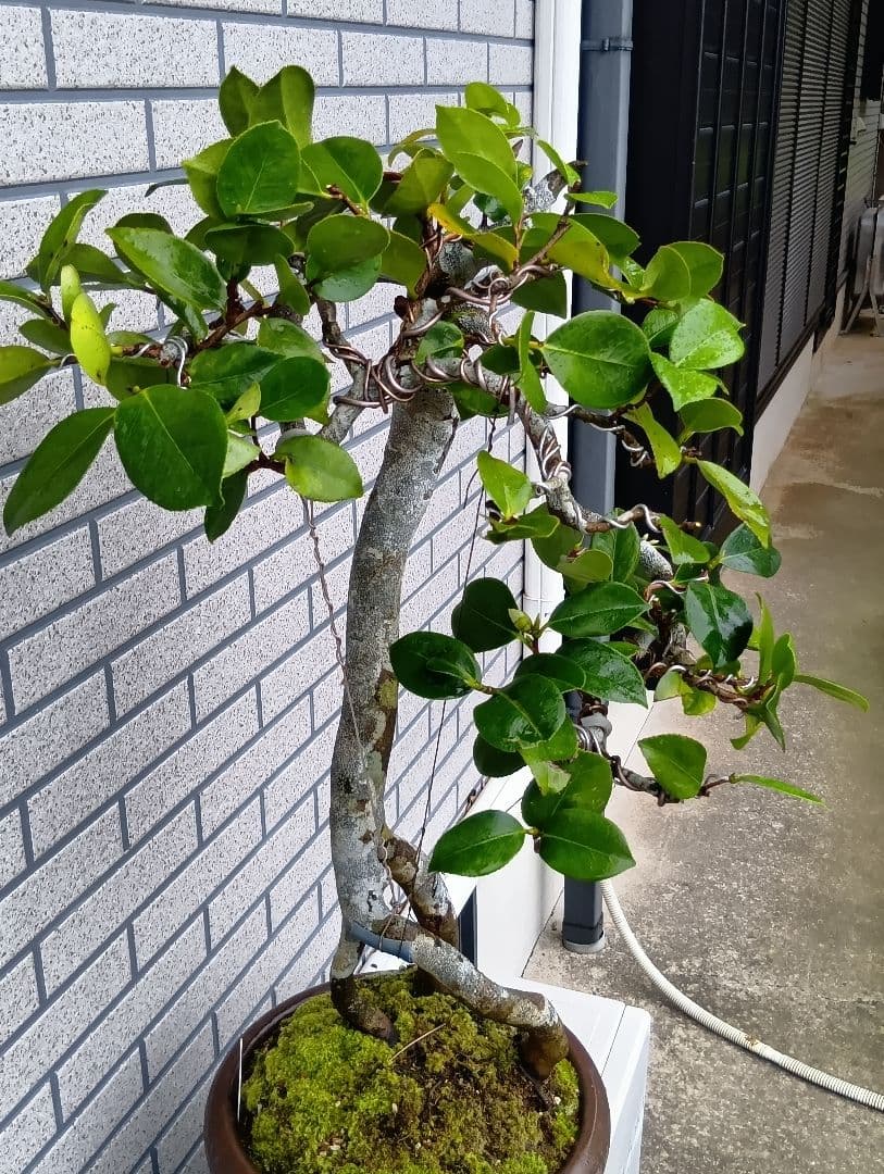 ‼️山木華厳‼️肥後椿盆‼️引き取り限定