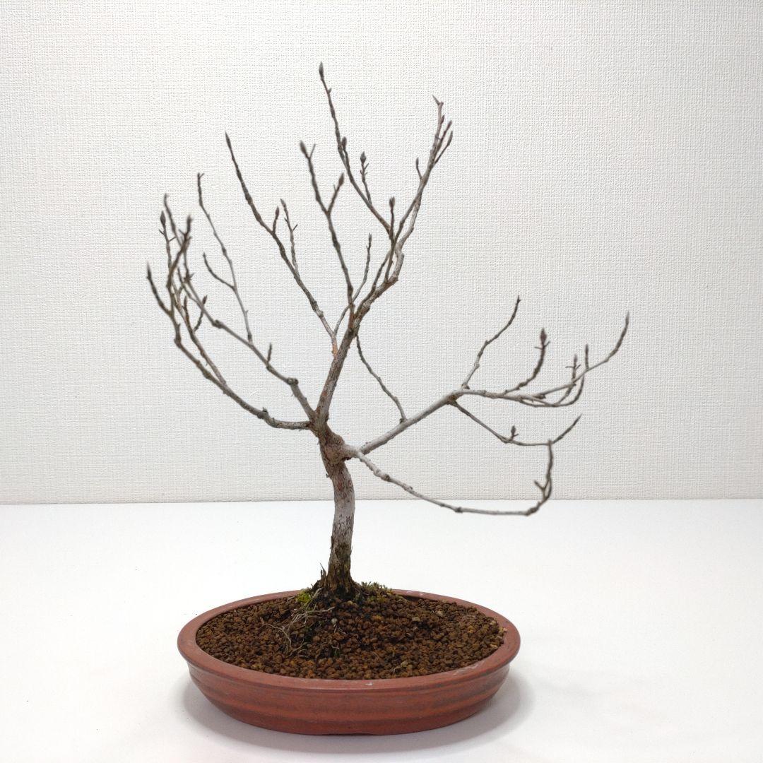 寒樹姫沙羅（ヒメシャラ）盆栽 SS027