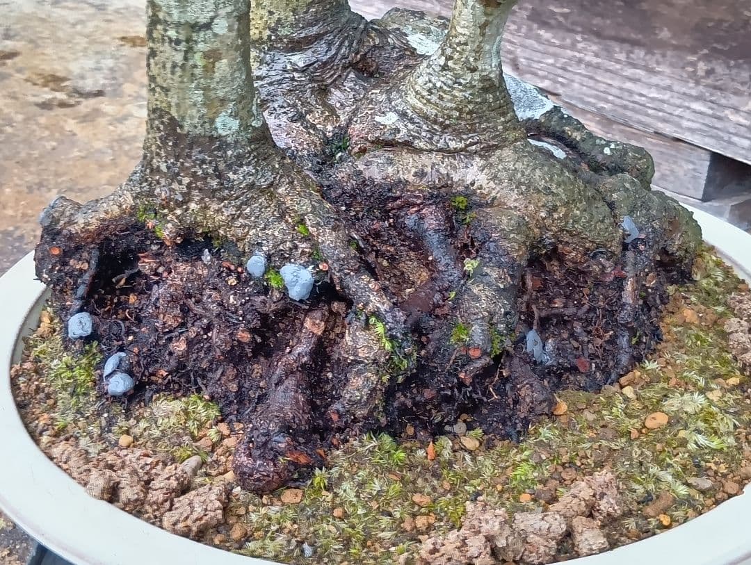 ブナ盆栽枯木 ‼️新年半額セール‼️ 37000円