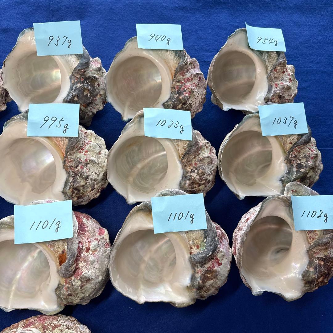 夜光貝　ヤコウ貝　まとめ売り　16個　16、2kg アクセサリー　ルアー