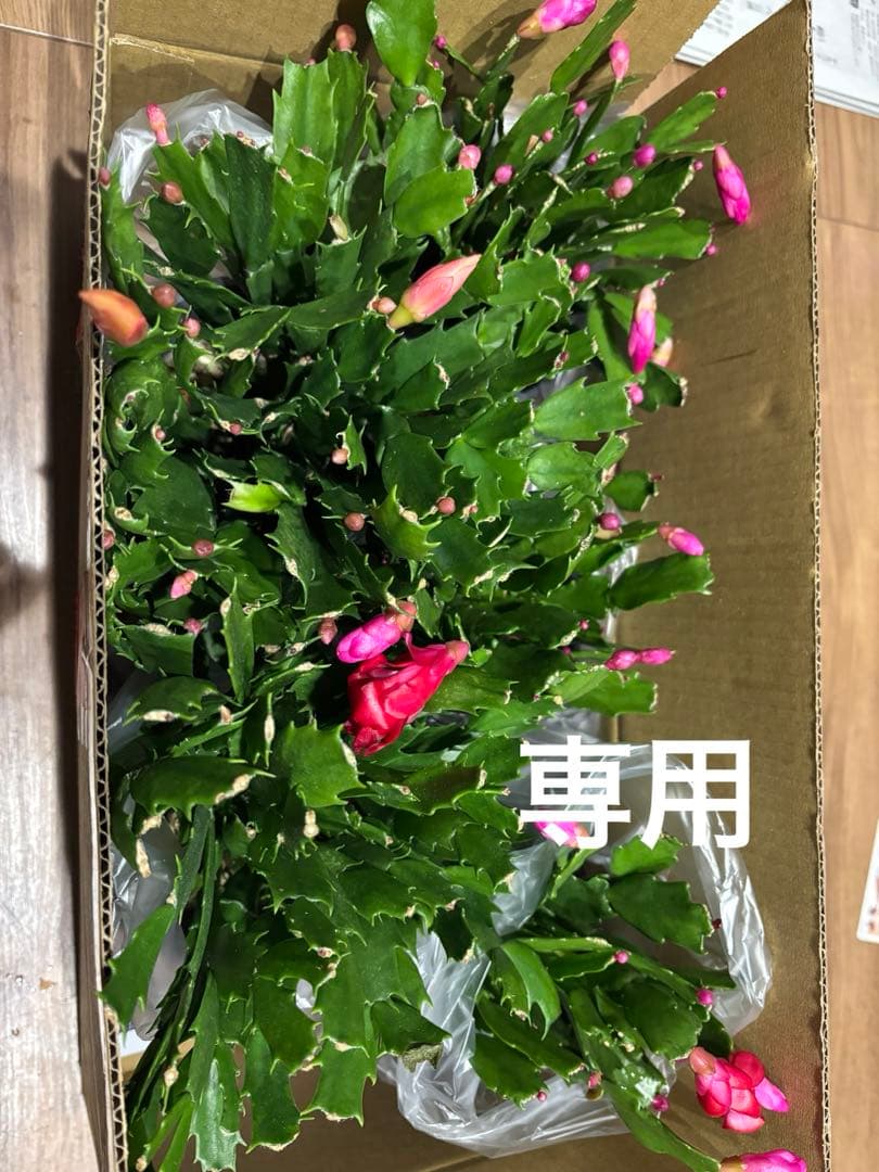 シャコバサボテン