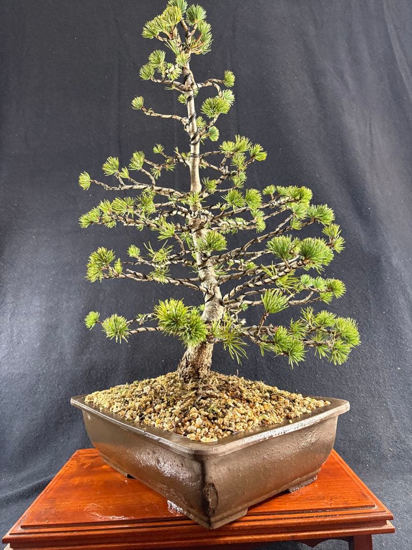 中品盆栽、赤石五葉松、模様木 目立った傷や汚れなし