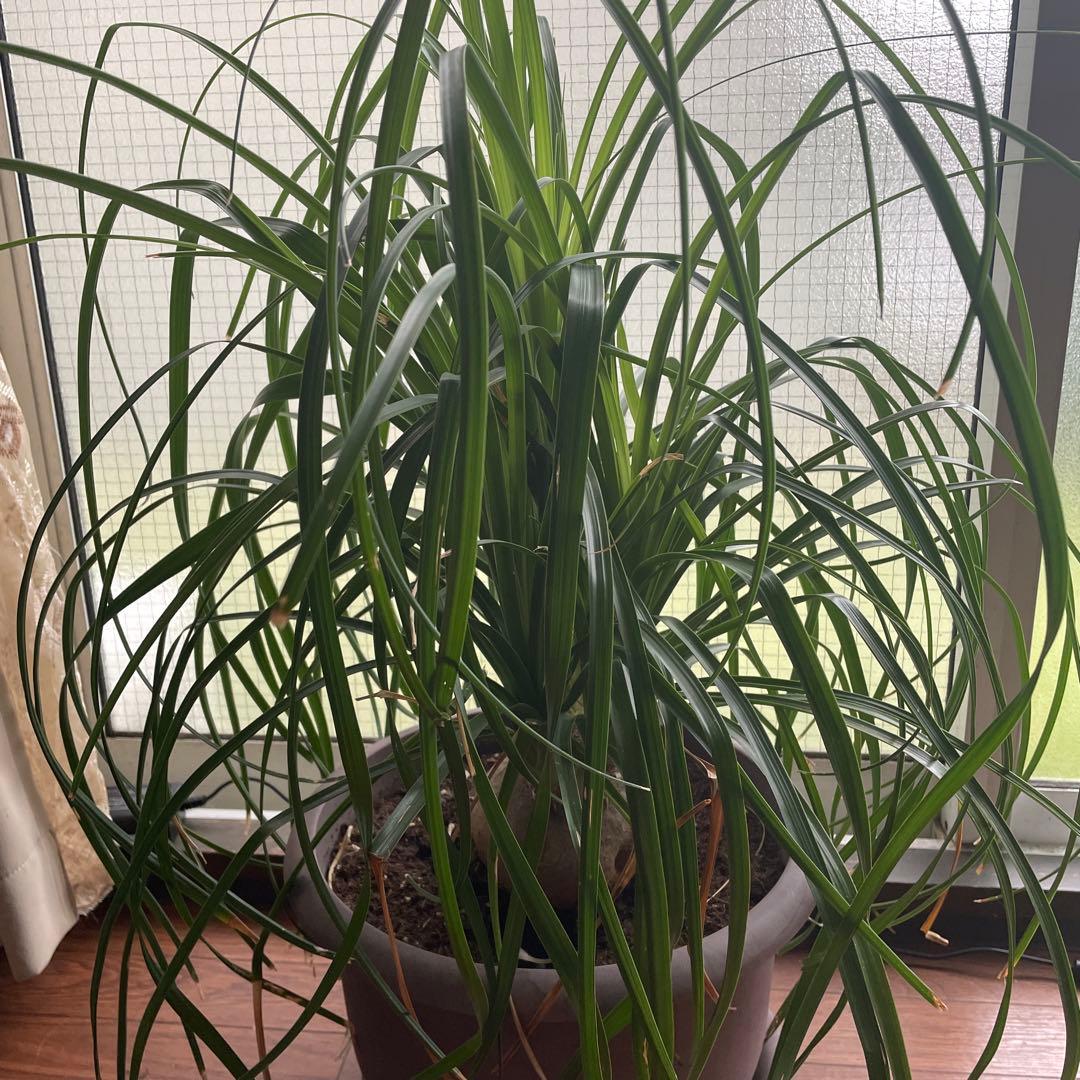 観葉植物　トックリラン　ポニーテール