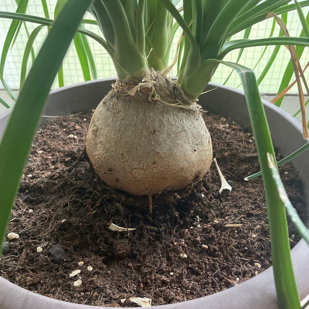 観葉植物　トックリラン　ポニーテール