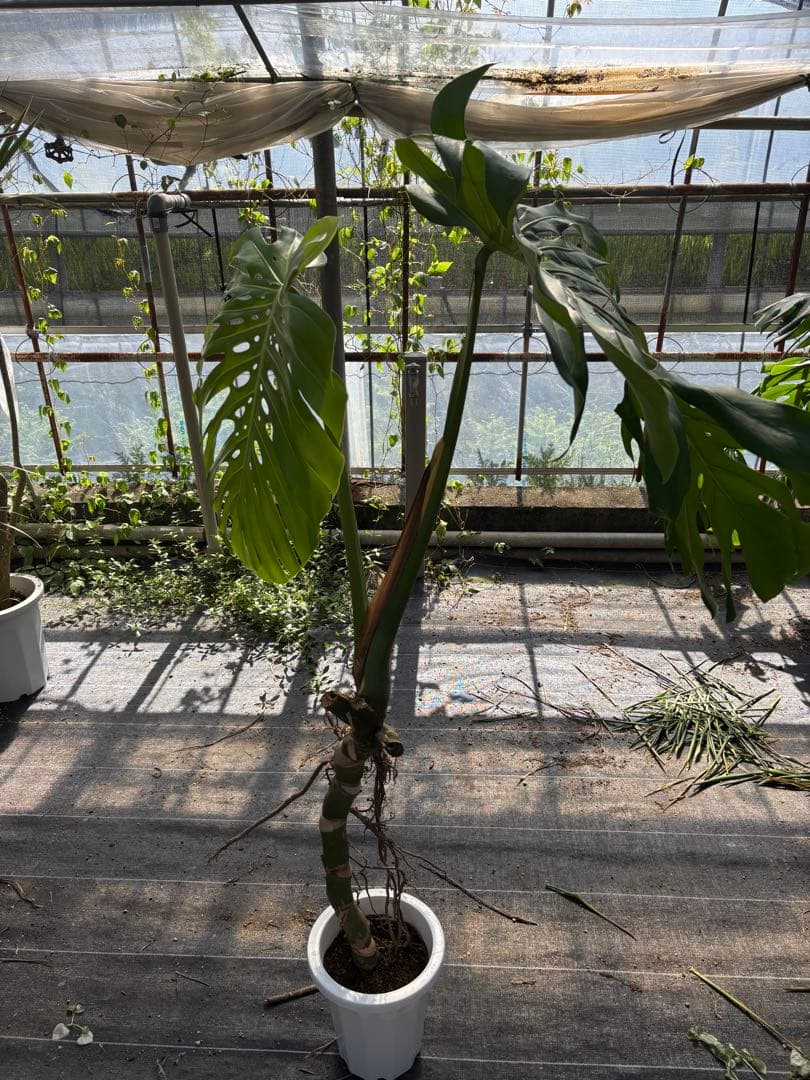 モンステラ 約1.6メートル 8号　現品