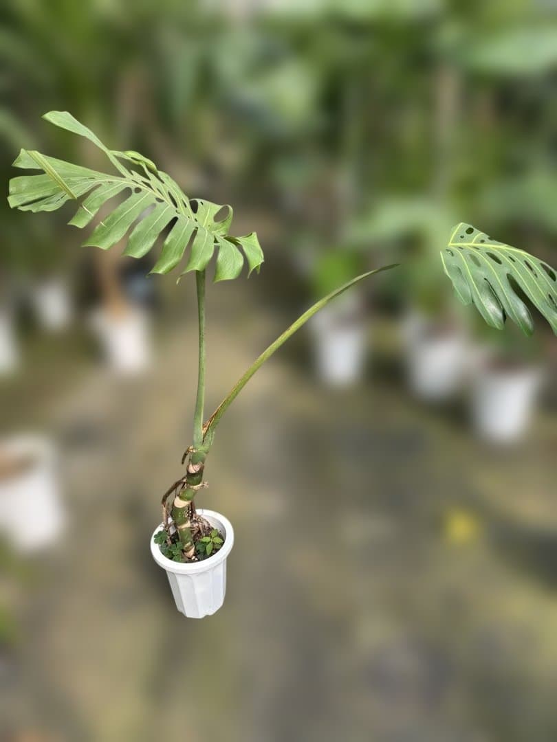 モンステラ 約1.6メートル 8号　現品