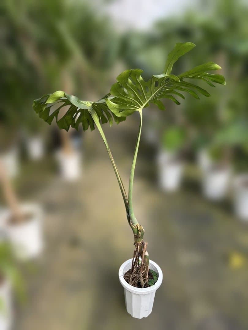 モンステラ 約1.6メートル 8号　現品