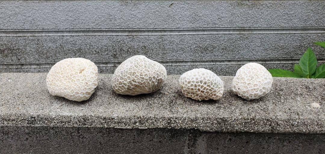 奄美群島産珊瑚  菊目石 天然石 海の宝石 ／貴重 インテリア オブジェ