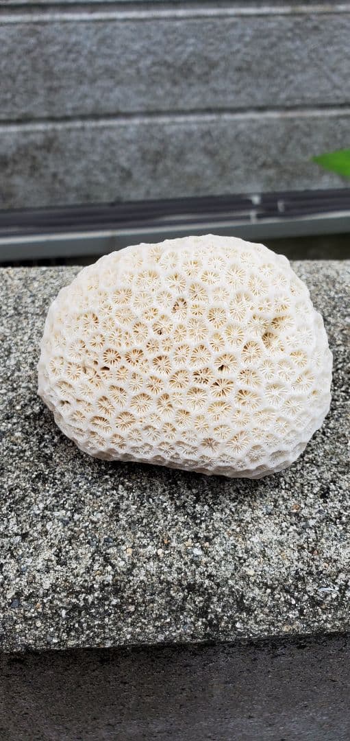 奄美群島産珊瑚  菊目石 天然石 海の宝石 ／貴重 インテリア オブジェ