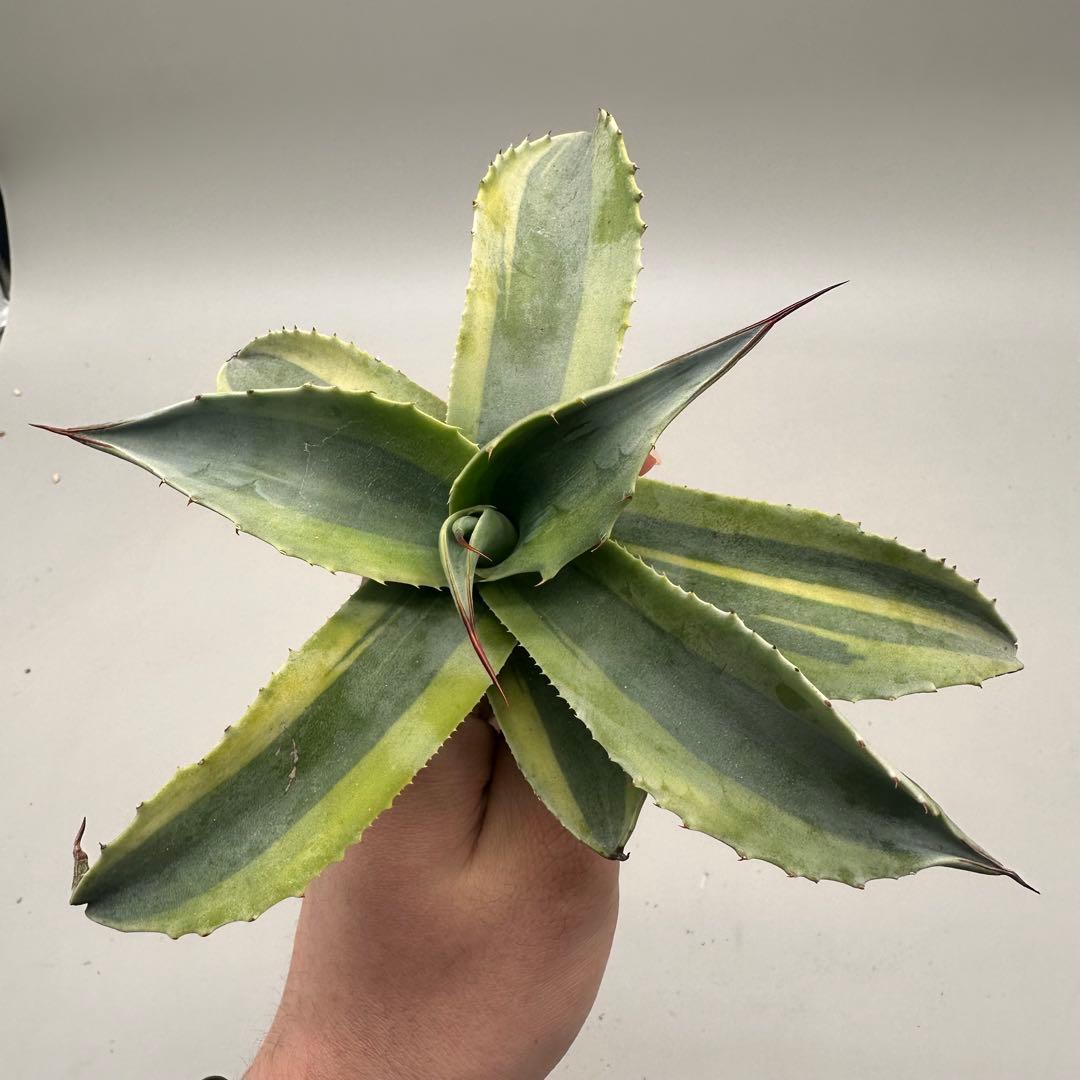 多肉植物・アガベ・チタノタ　オバティフォリア　オルカ　稀少株 激レア！