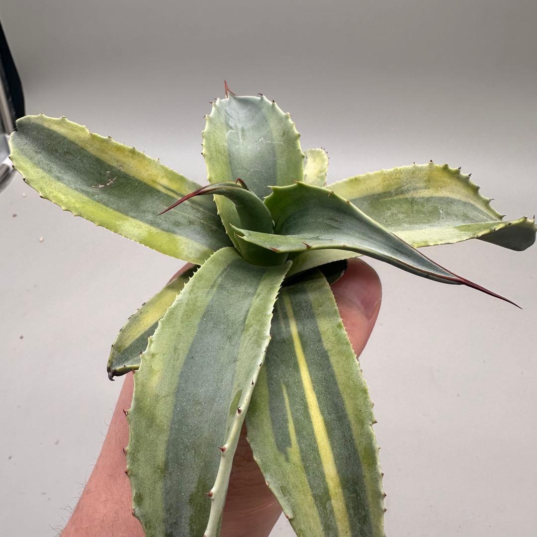 多肉植物・アガベ・チタノタ　オバティフォリア　オルカ　稀少株 激レア！