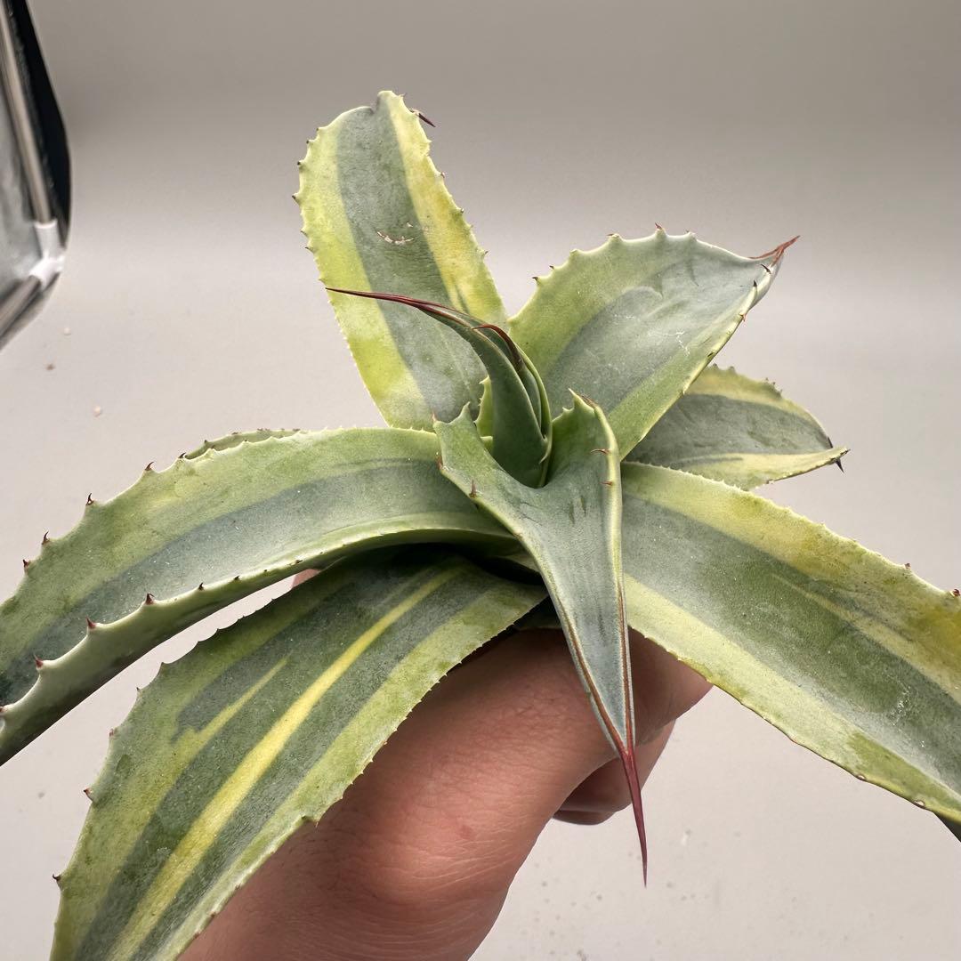 多肉植物・アガベ・チタノタ　オバティフォリア　オルカ　稀少株 激レア！