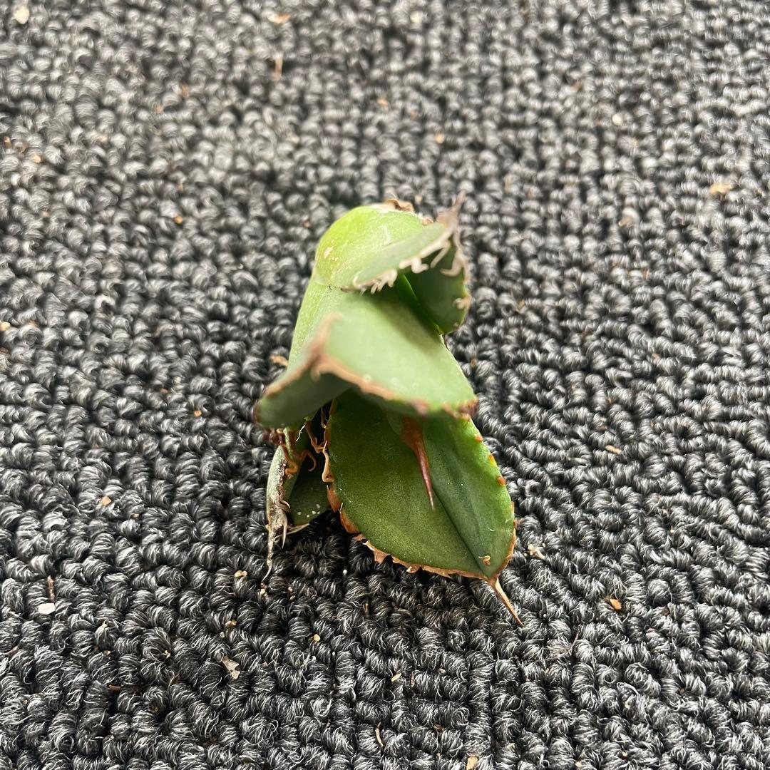 多肉植物 アガベ チタノタ 鰐亀 胴切子株