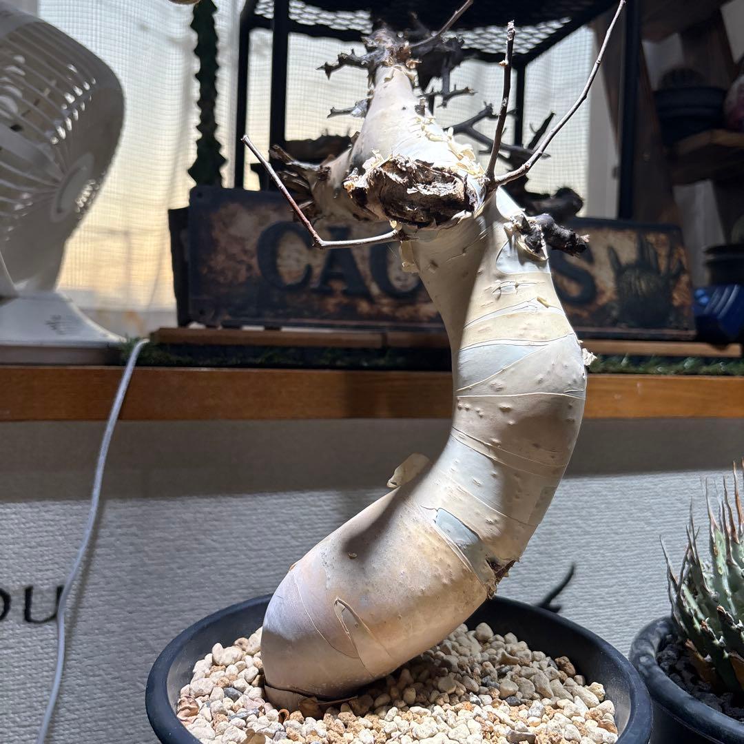 塊根植物 コミフォラ カタフ ピュア 美株