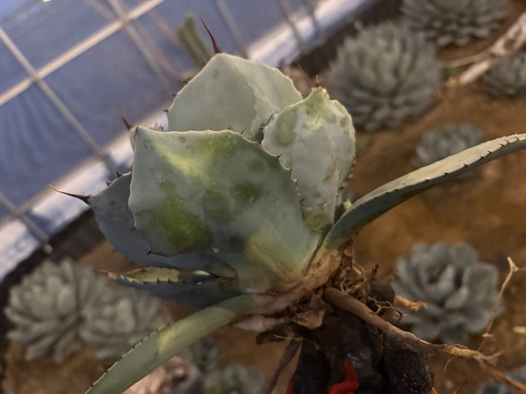 k*e様 【US産/300円スタート】トランカータ　ハンティントン　アガベ　パリ