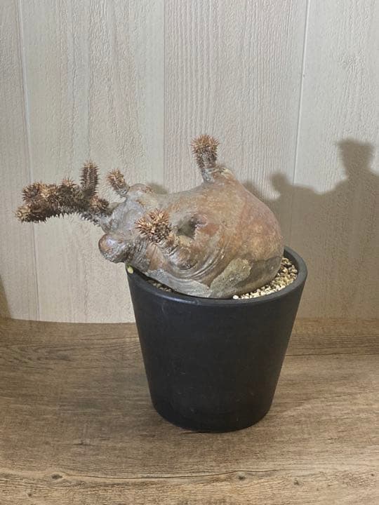 パキポディウム  マカイエンセ　「魔界玉」