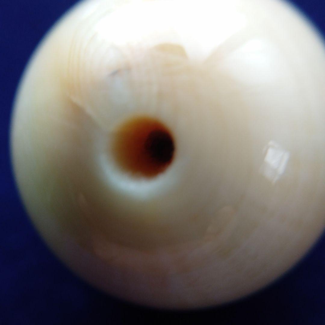 鯨歯　マッコウクジラ　牙玉　ルース　約21.5㎜　片穴約3.5㎜