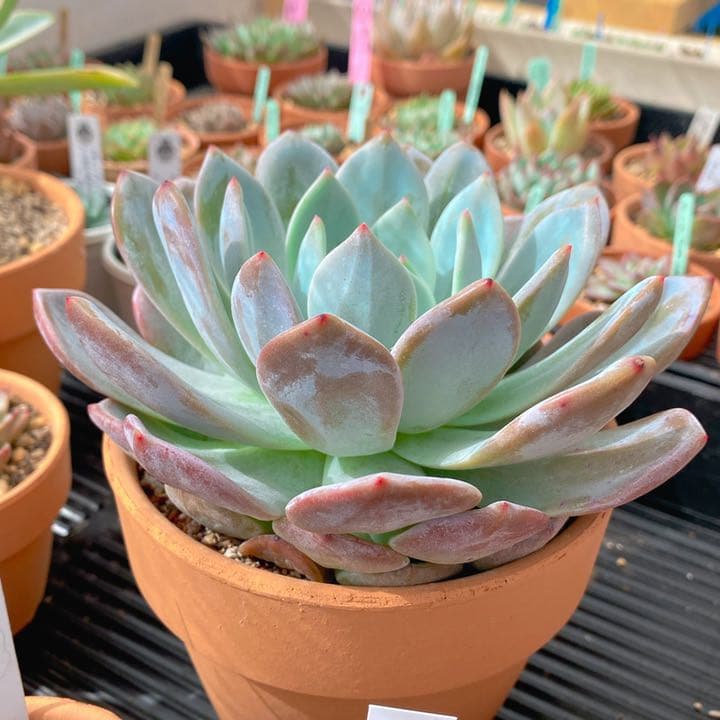 モンスター級巨苗　ラウイxリンゼアナ　超美苗