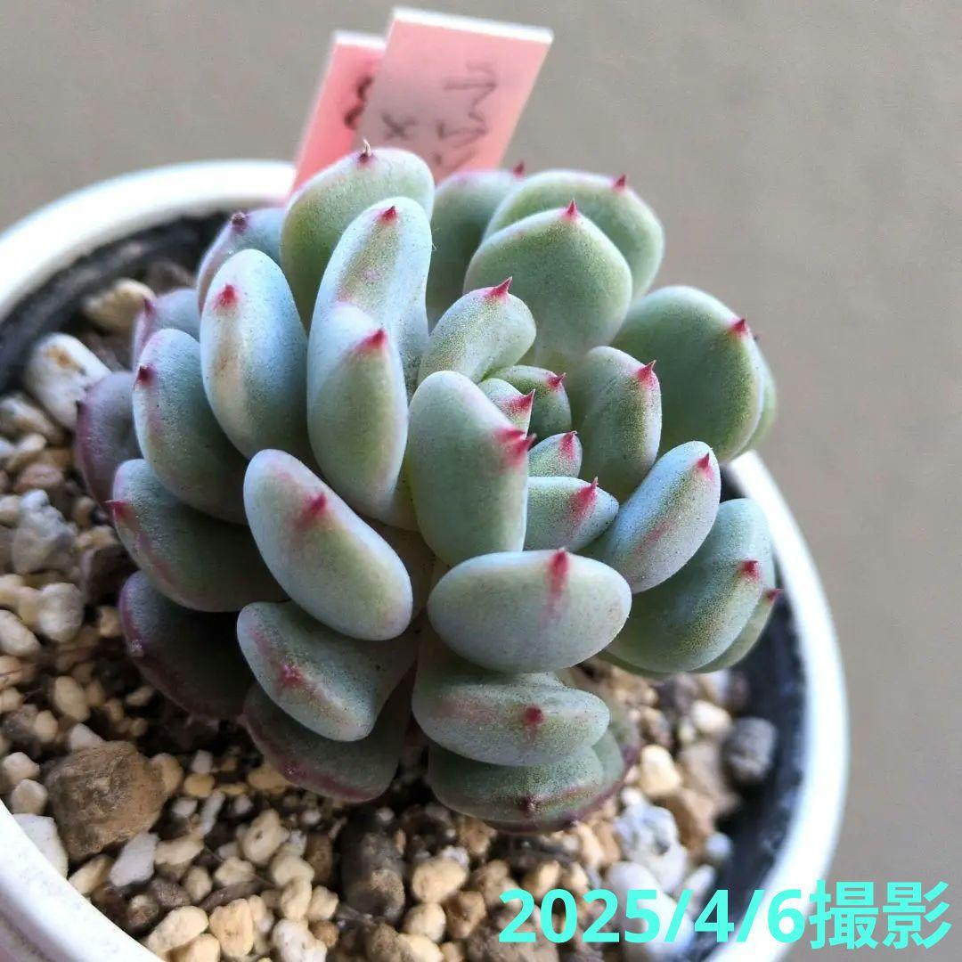 86. 多肉植物 ラウリンゼ×ミニマ 680円【抜き苗】