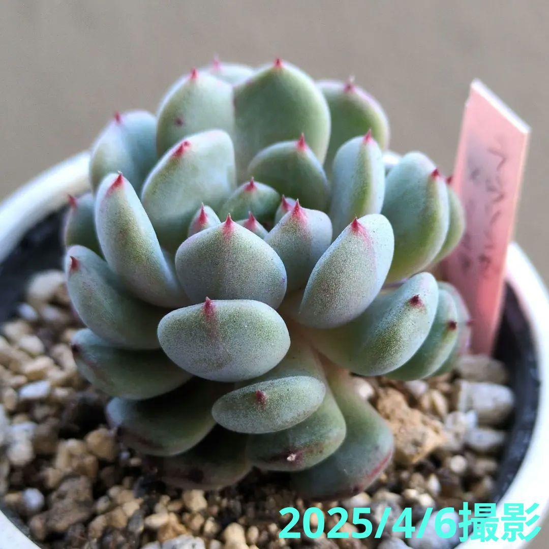 86. 多肉植物 ラウリンゼ×ミニマ 680円【抜き苗】