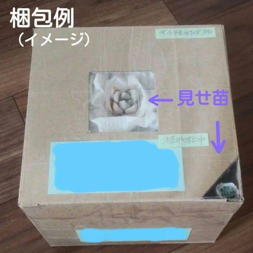 86. 多肉植物 ラウリンゼ×ミニマ 680円【抜き苗】