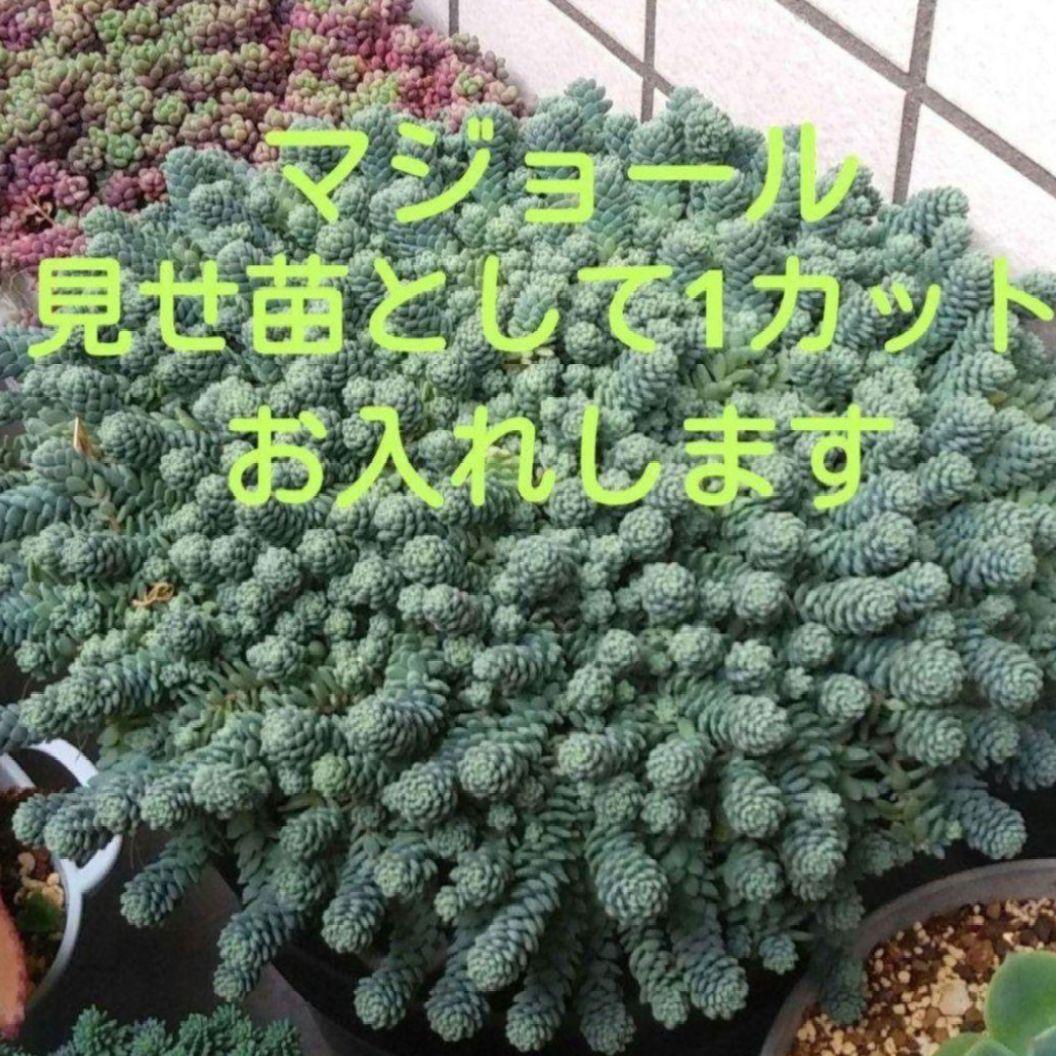 86. 多肉植物 ラウリンゼ×ミニマ 680円【抜き苗】