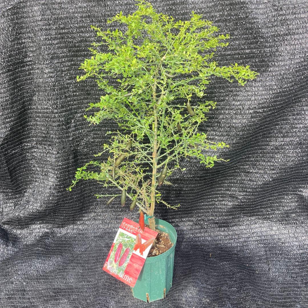 ①*:ஐ粒々食感！*:ஐ接木・フィンガーライム・苗木【リトルルビー】苗・５号