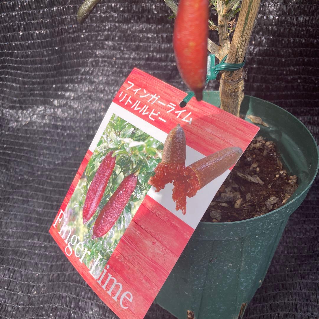 ①*:ஐ粒々食感！*:ஐ接木・フィンガーライム・苗木【リトルルビー】苗・５号