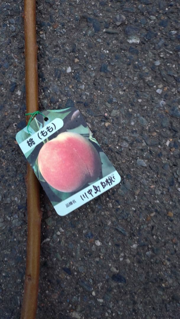 桃苗木「川中島白桃苗木」＆「あかつき」１年生