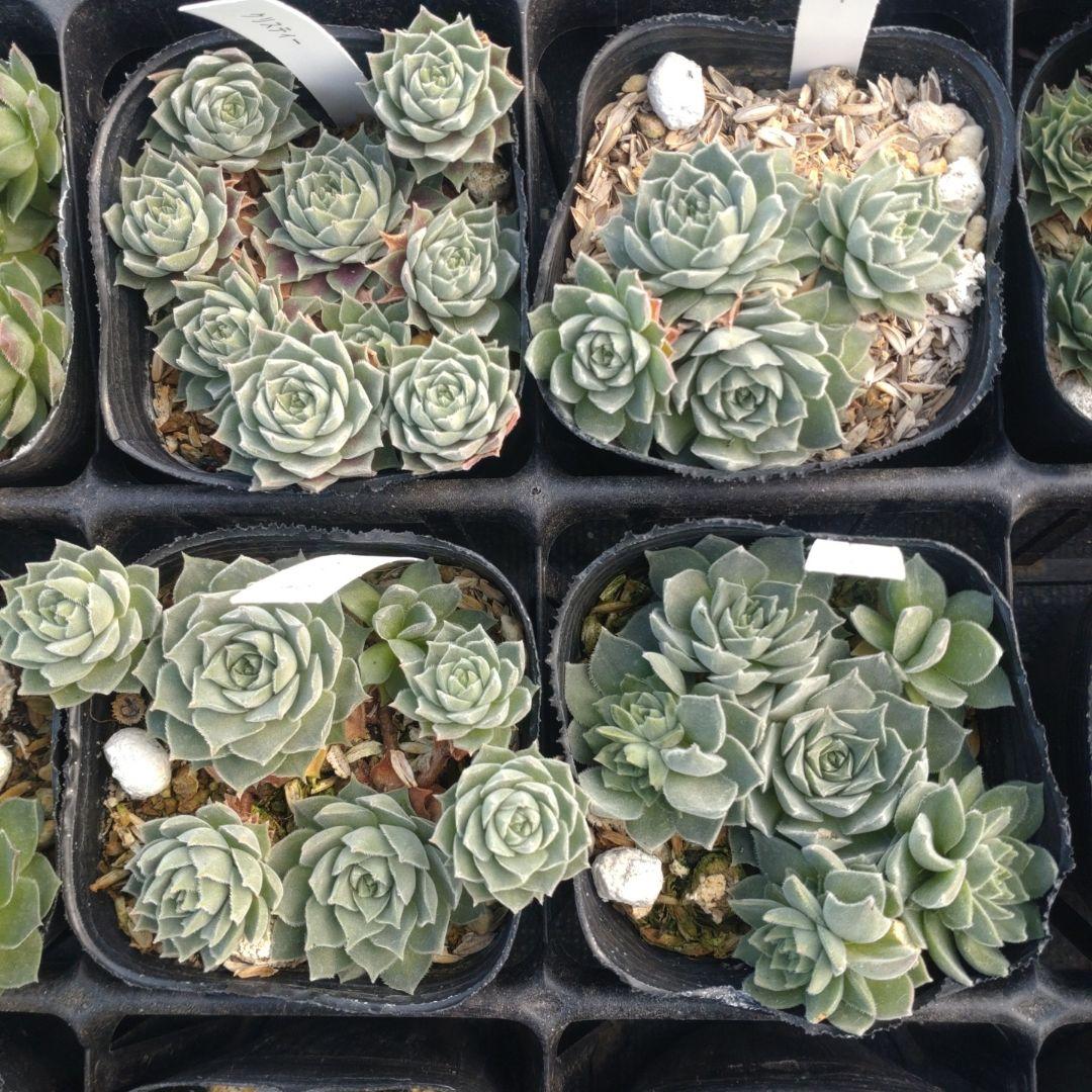 1ポット410円〜 センペルビウム26年1月 その10