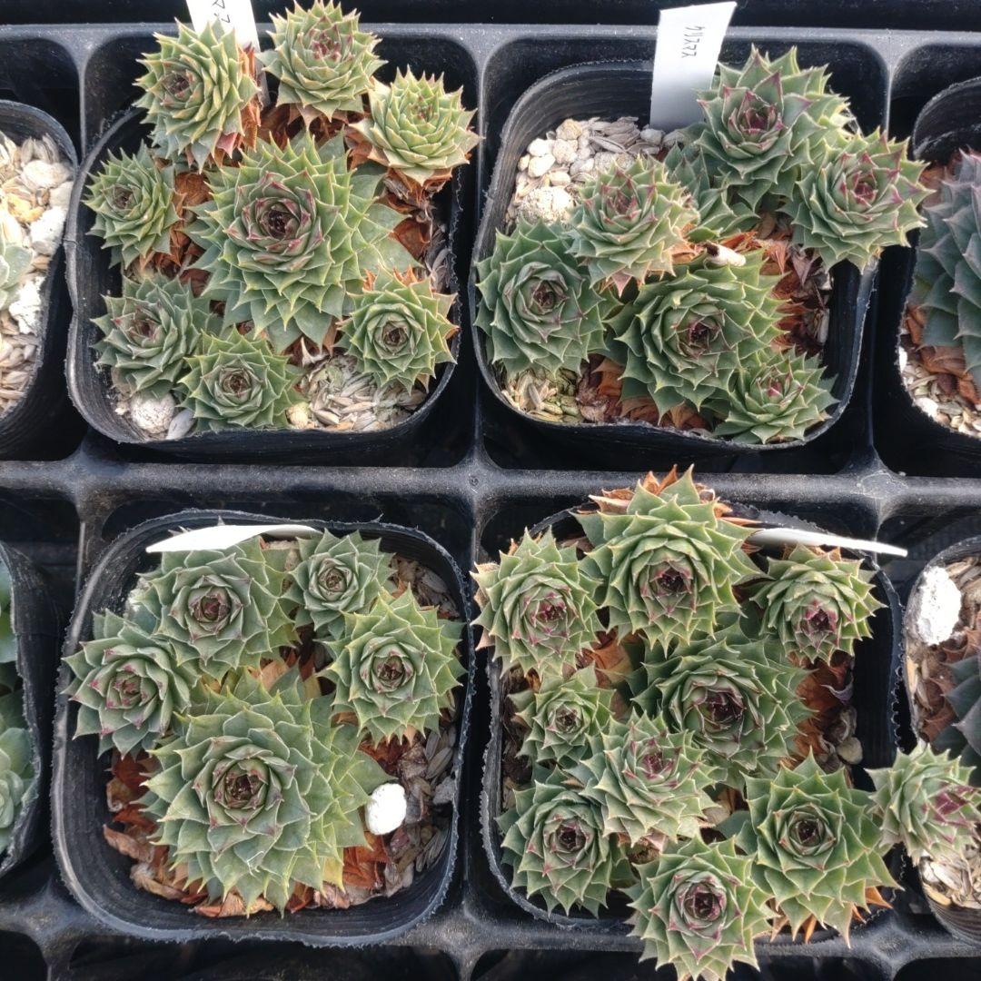 1ポット410円〜 センペルビウム26年1月 その10