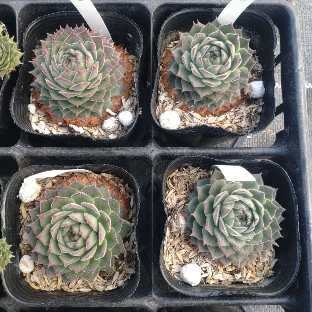 1ポット410円〜 センペルビウム26年1月 その10