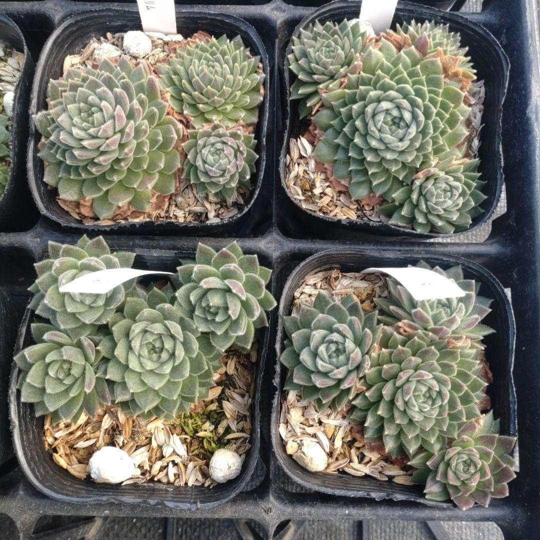 1ポット410円〜 センペルビウム26年1月 その10