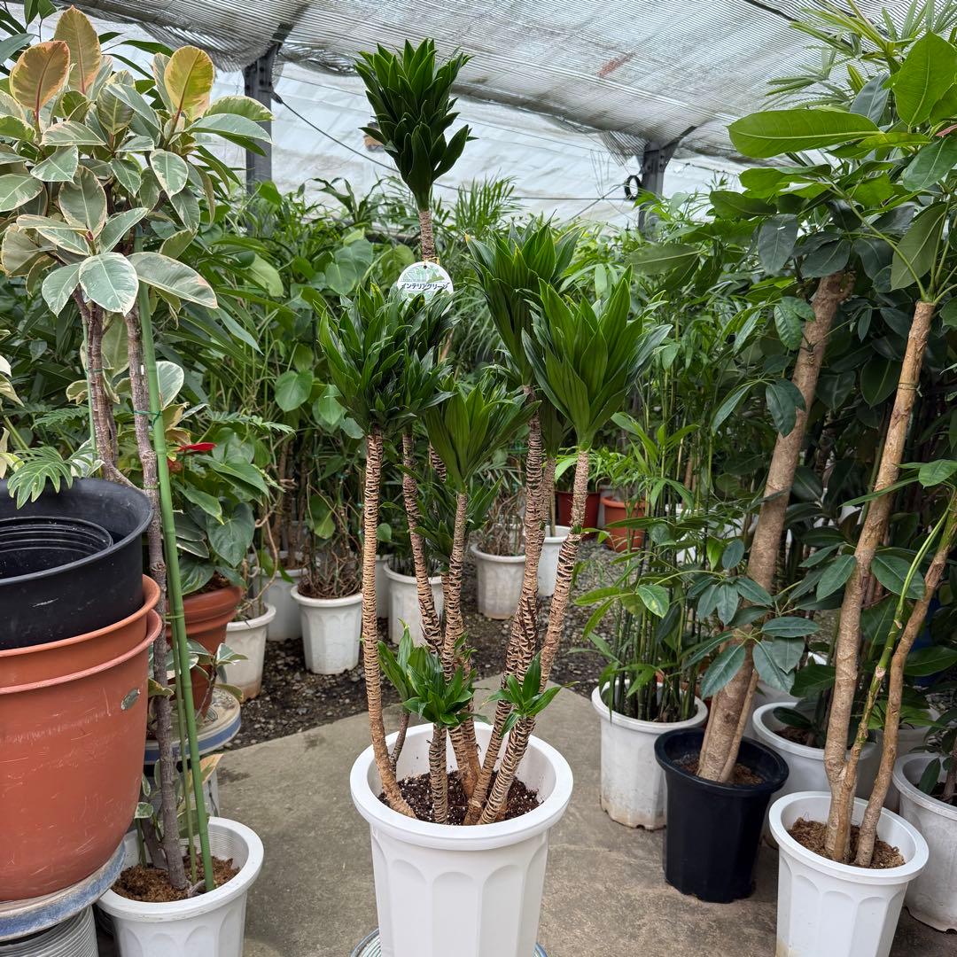 【送料込み】特大！ドラセナ コンパンクタ 10号鉢