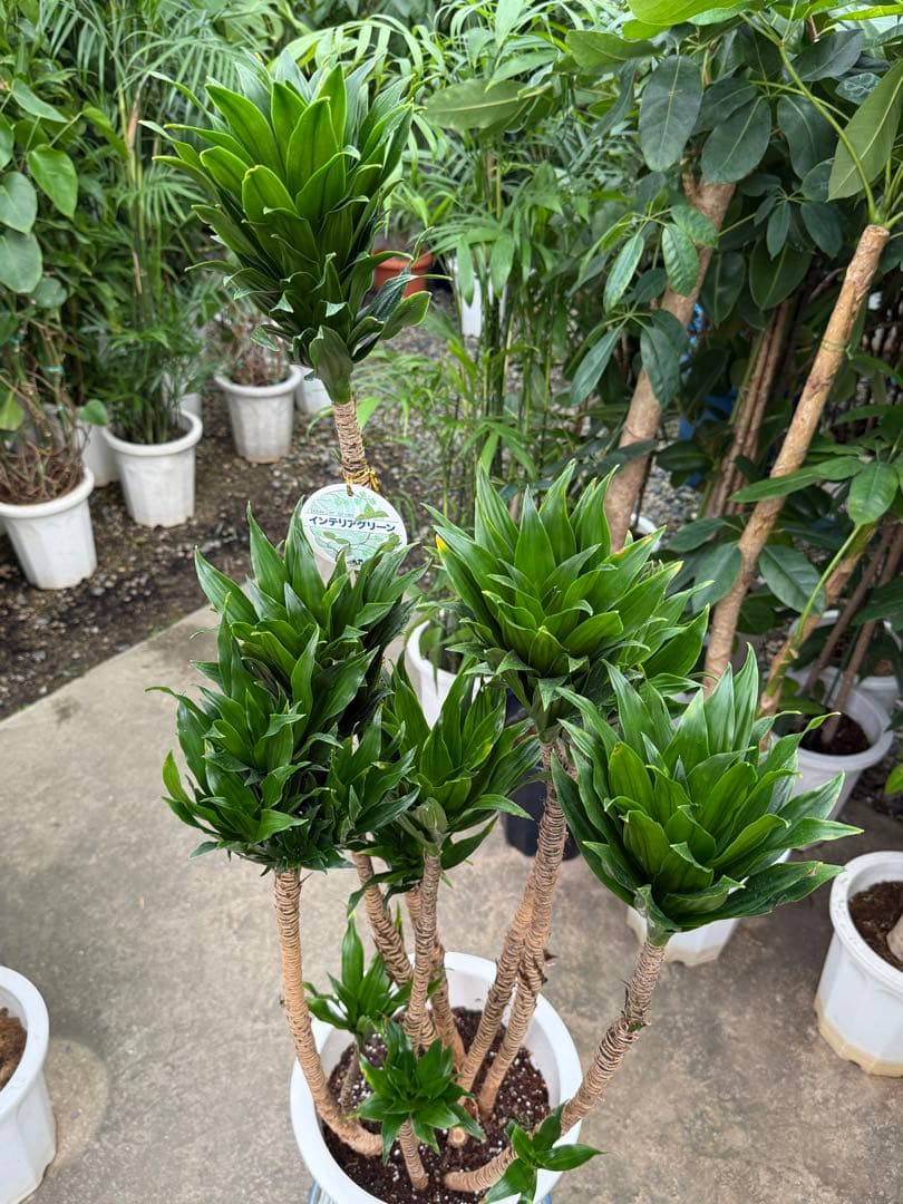 【送料込み】特大！ドラセナ コンパンクタ 10号鉢