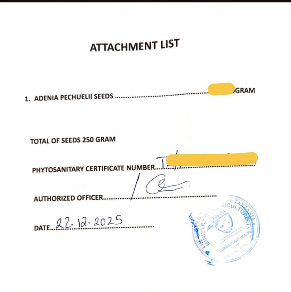 1月新着種子 アデニア ペチュエリー Adenia pechuelii 10粒