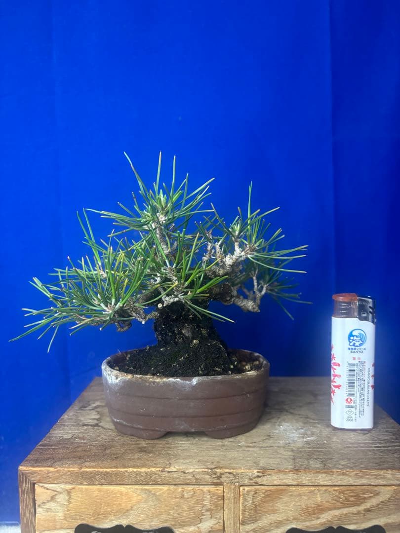 黒松盆栽 ミニ黒松