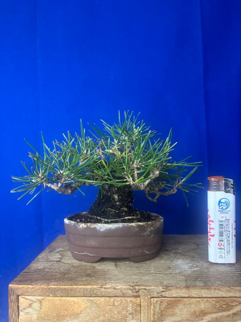黒松盆栽 ミニ黒松
