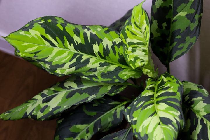 Aglaonema pictum白玉親株（アグラオネマ白玉）