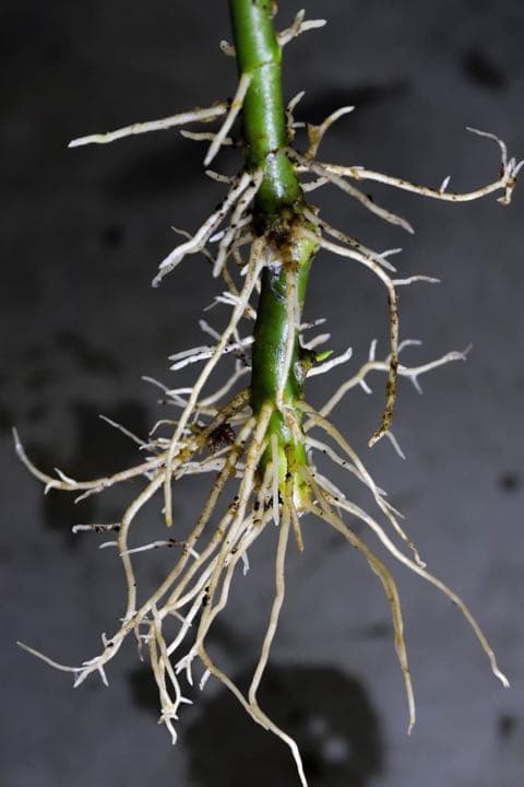 Aglaonema pictum白玉親株（アグラオネマ白玉）