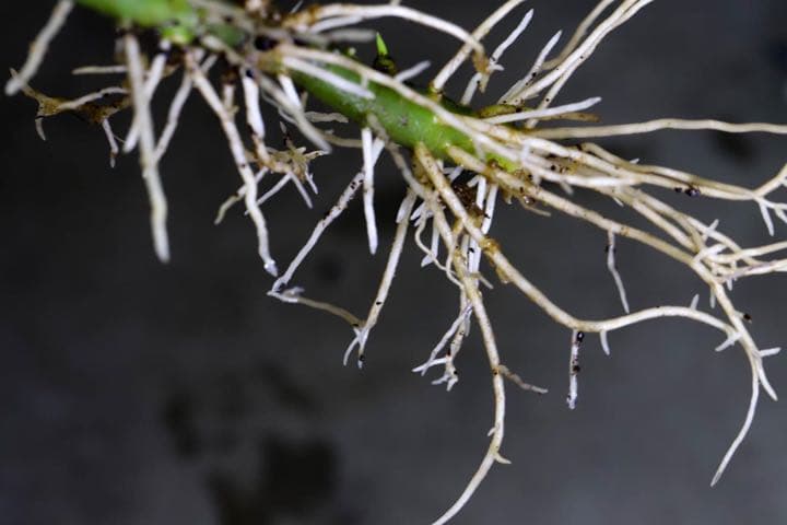 Aglaonema pictum白玉親株（アグラオネマ白玉）