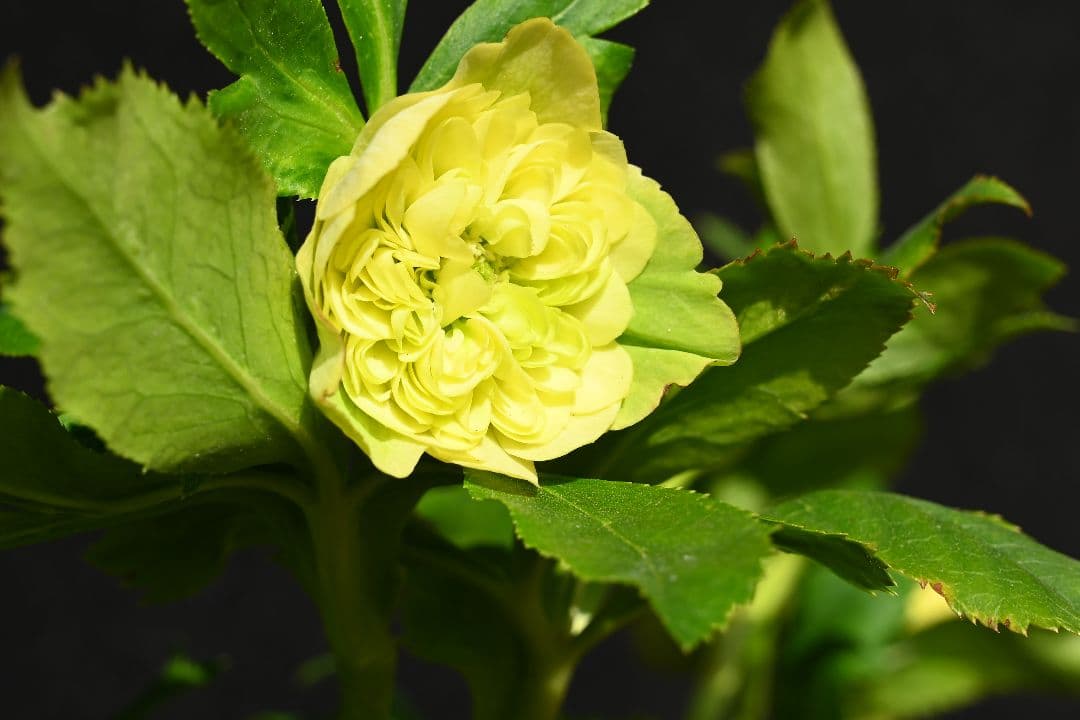 クリスマスローズ　認定！ 毬姫　加藤農園