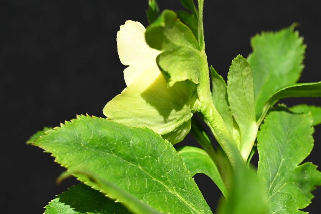 クリスマスローズ　認定！ 毬姫　加藤農園