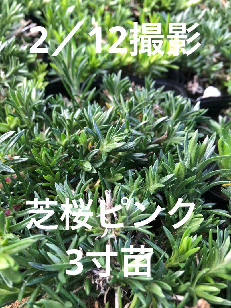 芝桜ピンク 3寸苗