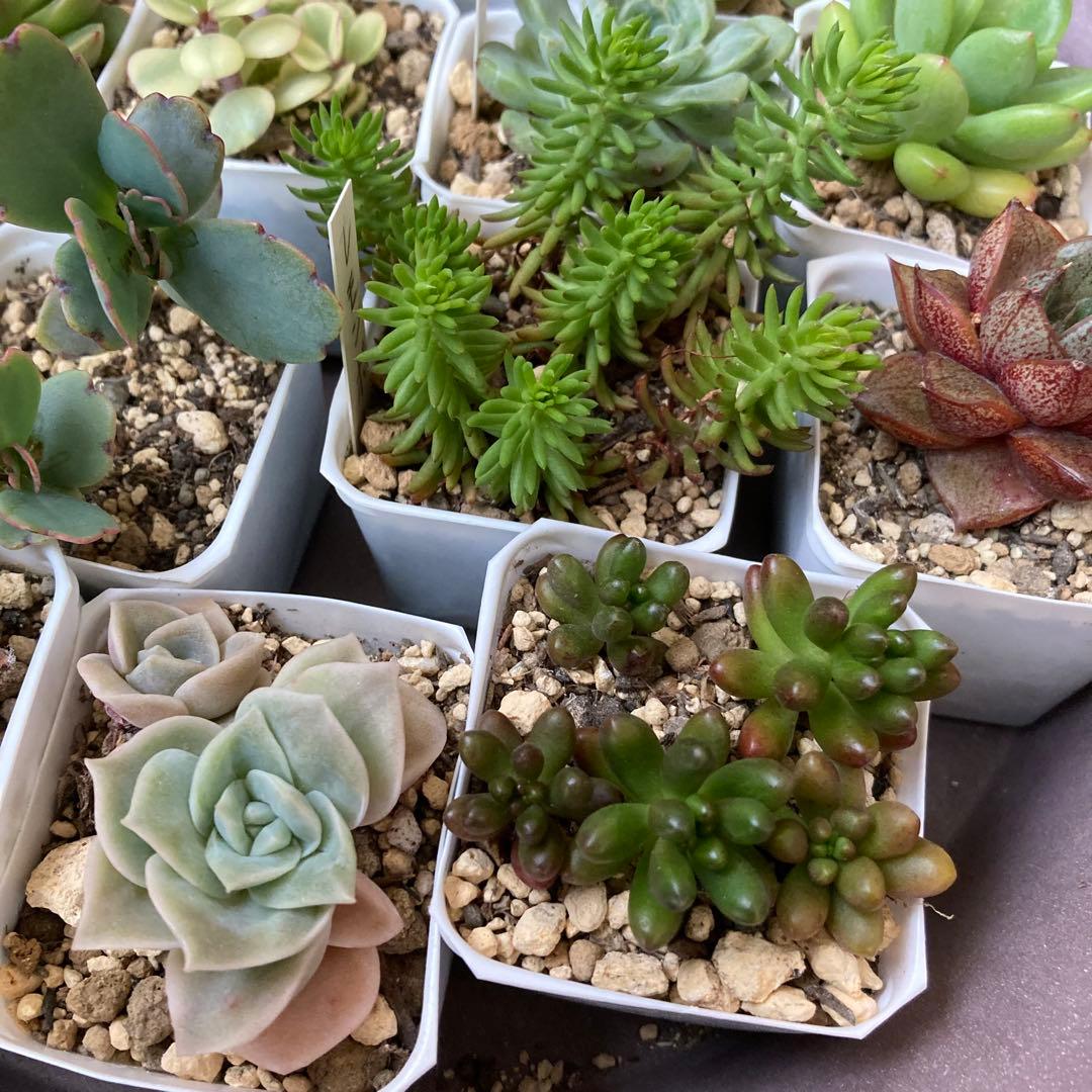 ■ 多肉植物 ミモザ・大和錦・モルガンビューティ等 抜き苗 ■ 14種類