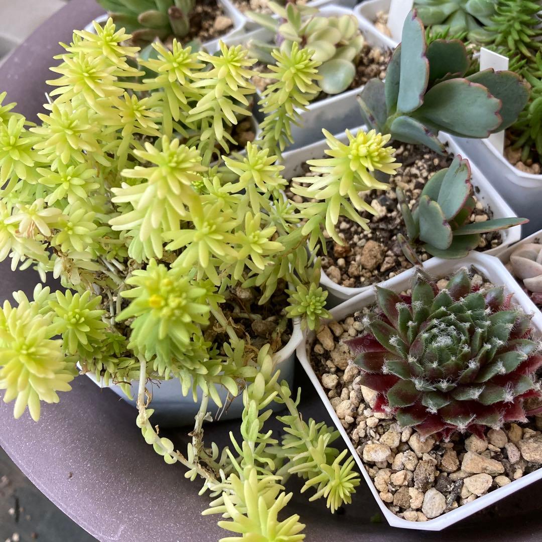 ■ 多肉植物 ミモザ・大和錦・モルガンビューティ等 抜き苗 ■ 14種類